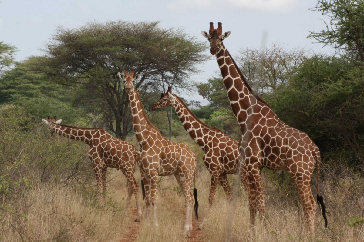 Kenya CF 4 African Wildlife A-Z Masai Mara 3-1-2008 315     